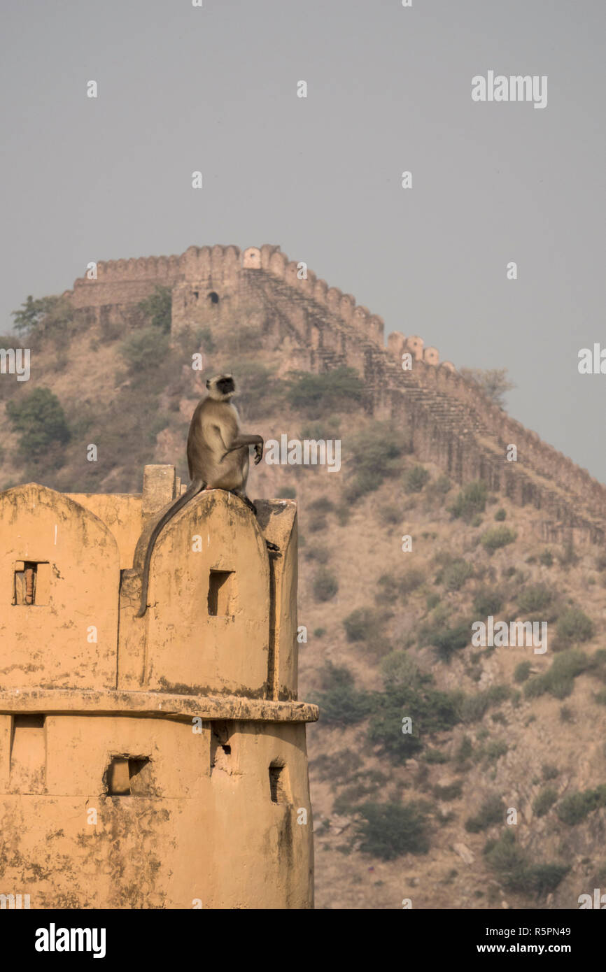 Grau langur auf Jaigarh Fort in Amer, Jaipur, Rajasthan, Indien sitzen Stockfoto
