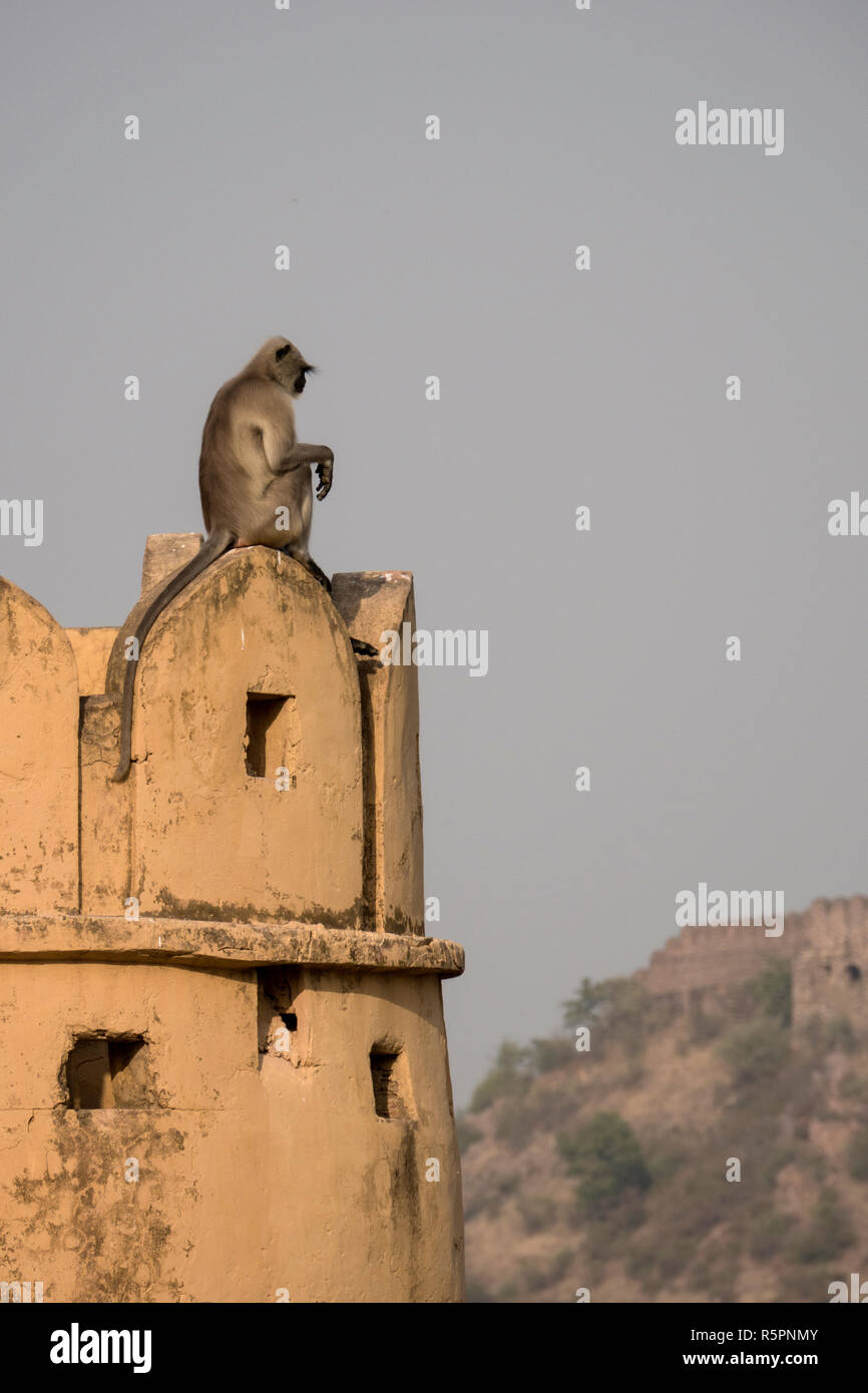 Grau langur auf Jaigarh Fort in Amer, Jaipur, Rajasthan, Indien sitzen Stockfoto