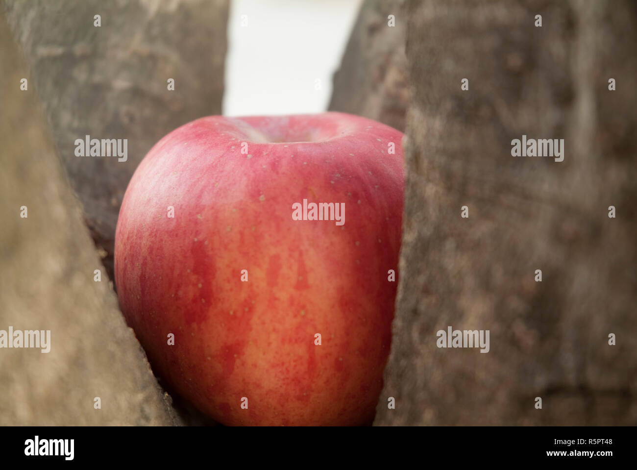 Der Apfel im Baum. Es sieht frisch und lecker. Ich denke, das ist ein tolles Foto für Websites. Stockfoto