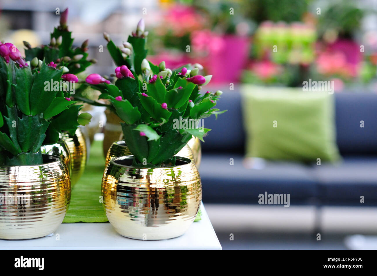 Weihnachtskaktus in einen goldenen Topf Stockfoto