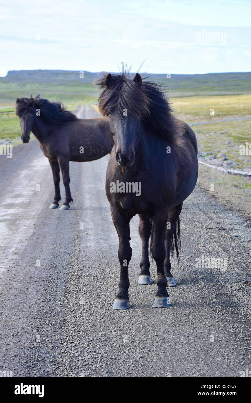 In abgelegenen Teilen von Island erwartet Sie frei laufende Pferde, sogar auf der Schotterpiste. Hier sind zwei schwarze Pferde stehen auf der Straße. Stockfoto