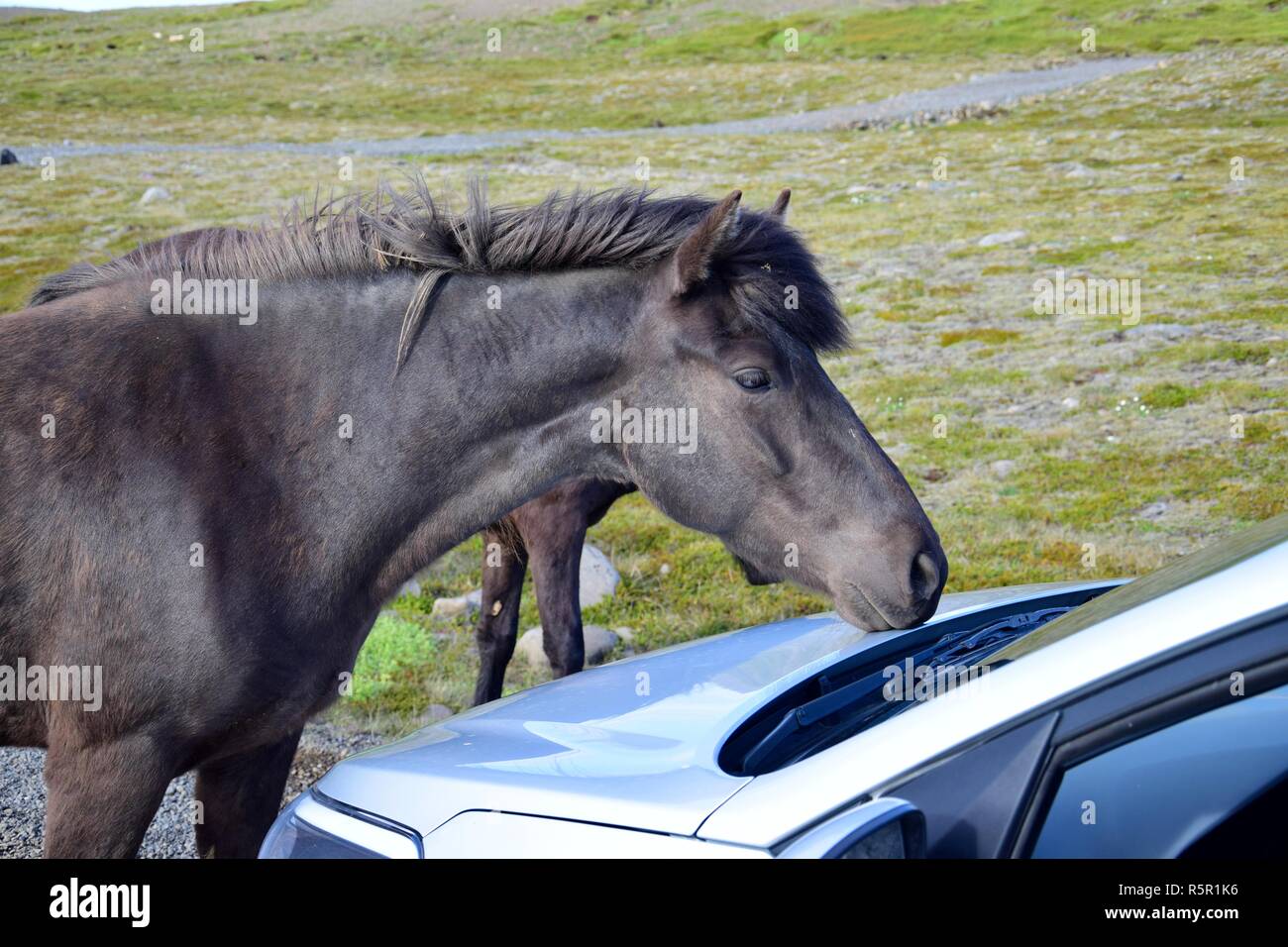 Eine schwarze isländische Pferd auf einer Schotterpiste in Island ist neugierig Prüfung ein Auto. Eine Gruppe von Pferden war kostenlos, im Norden der Halbinsel Skagi. Stockfoto