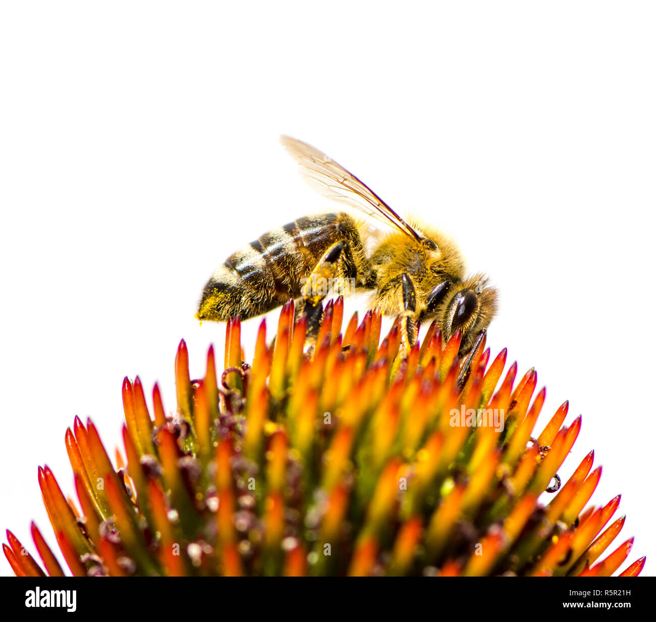 Bienen Nektar sammeln an einem conflower Blüte Stockfoto