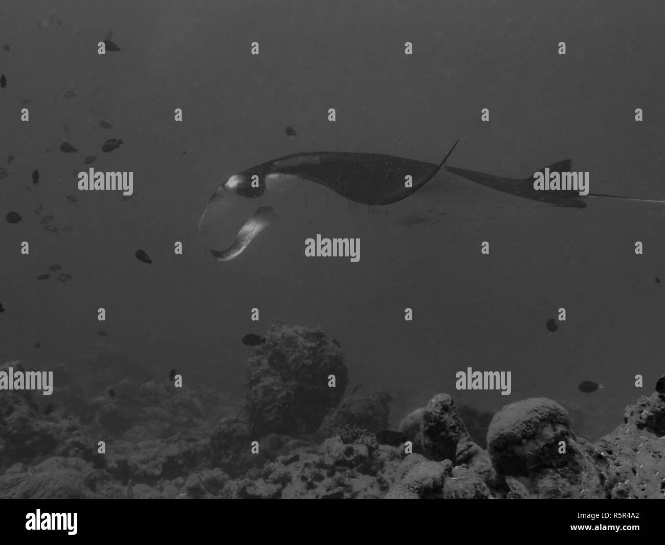 Einen riesigen ozeanischen Mantarochen (Manta birostris) im Indischen Ozean Stockfoto