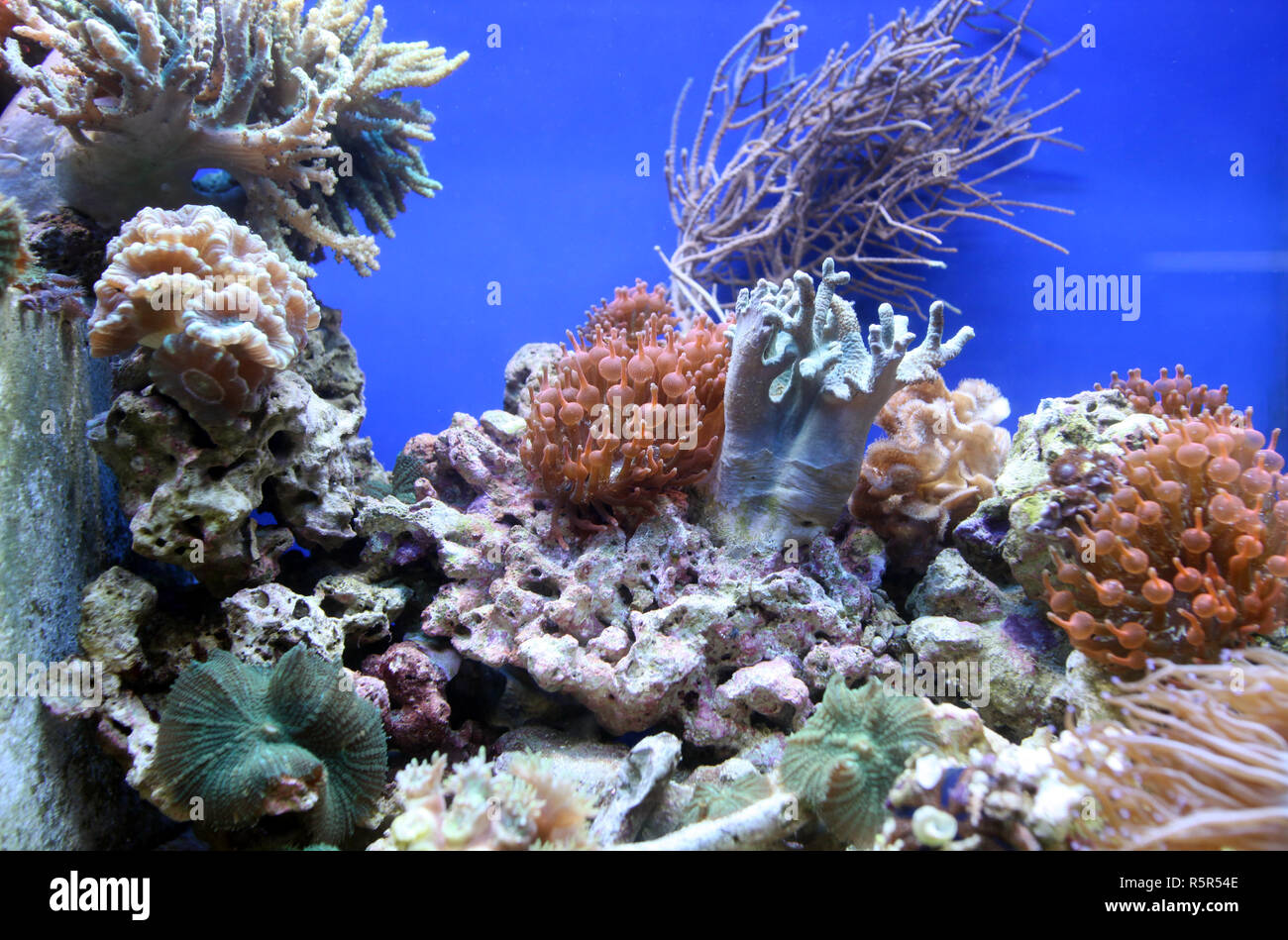 Coral Reef Aquarium Tank Stockfoto