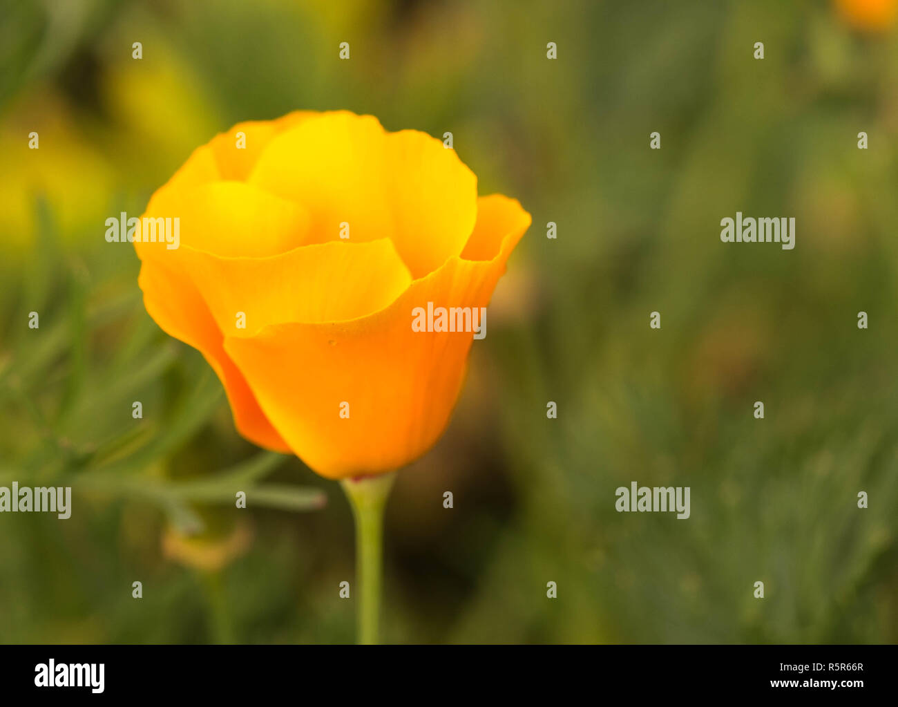 Schöne Buttercup auf dem Hintergrund des grünen Grases und vegitations. Stockfoto