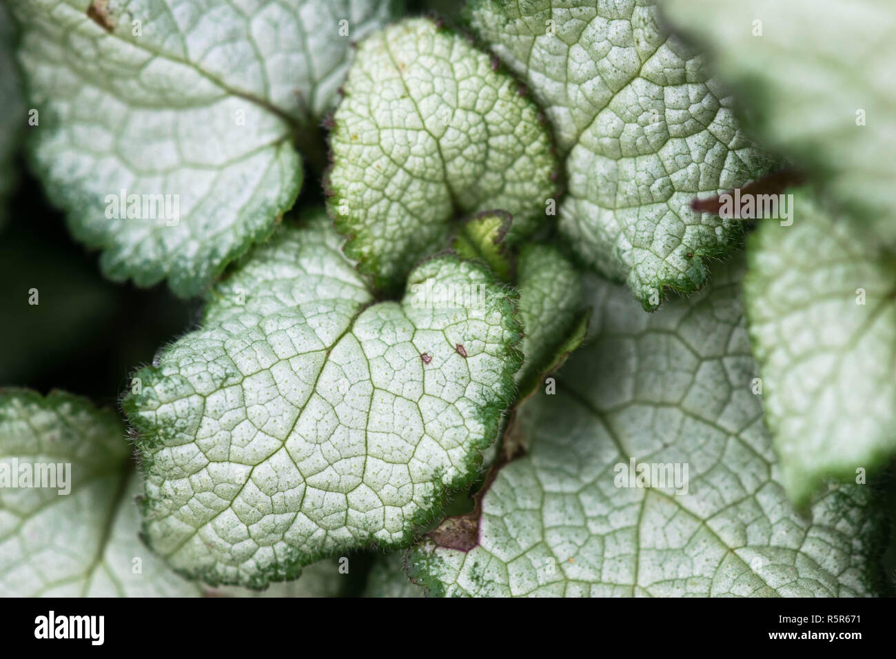 Die Silbernen und grünen Blättern der Brunnera Macrophylla, auch einen  Outdoor Pflanze als sibirische Bugloss bekannt Stockfotografie - Alamy