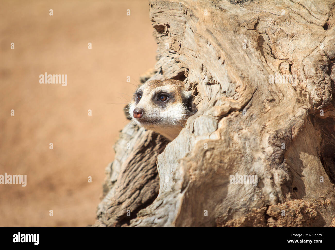 Erdmännchen Tier in der Wildnis portrait Stockfoto