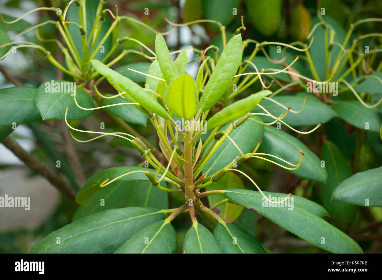 Nahaufnahme eines Oleander Samen Blüte. Schönheit der Natur. Fokussierte Samen der Oleander Blumen Stockfoto