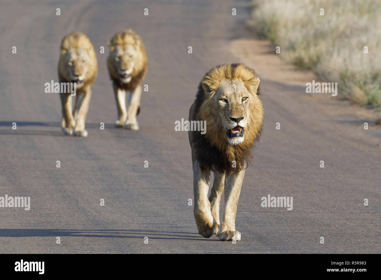 Afrikanische Löwen (Panthera leo), drei erwachsene Männer gehen auf eine Teerstraße, Krüger Nationalpark, Südafrika, Afrika Stockfoto