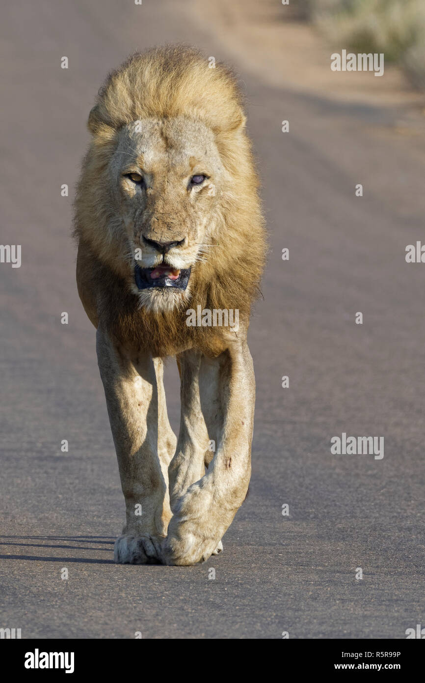 Afrikanischer Löwe (Panthera leo), erwachsenen Mann, blind auf einem Auge, wandern auf einer Teerstraße, Krüger Nationalpark, Südafrika, Afrika Stockfoto