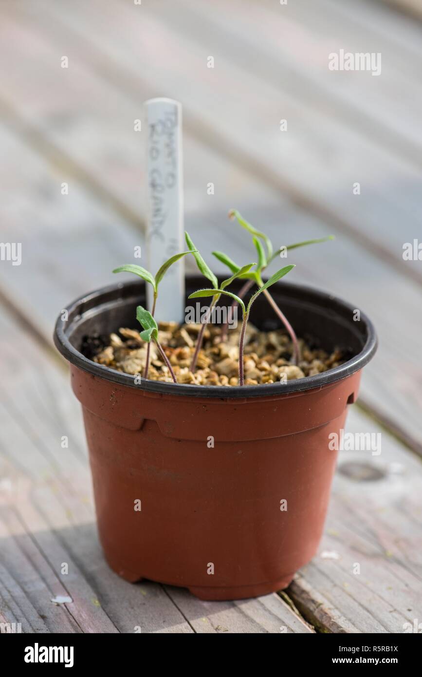 Tomatenpflanze Sämlinge in einem Blumentopf aus Kunststoff. Stockfoto