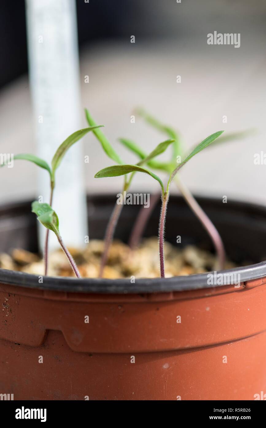 Tomatenpflanze Sämlinge in einem Blumentopf aus Kunststoff. Stockfoto