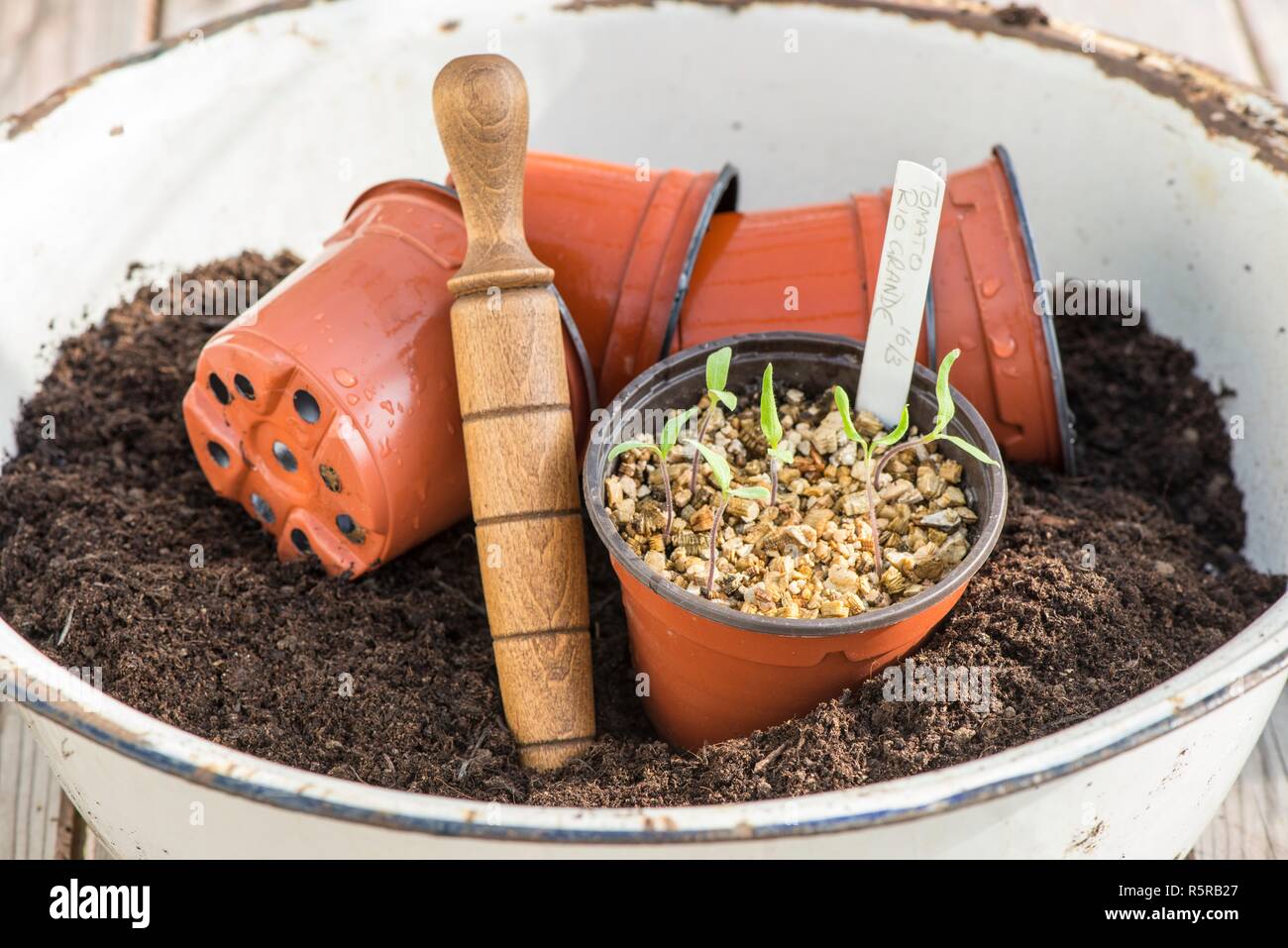 Tomatenpflanze Sämlinge in einem Blumentopf aus Kunststoff. Stockfoto