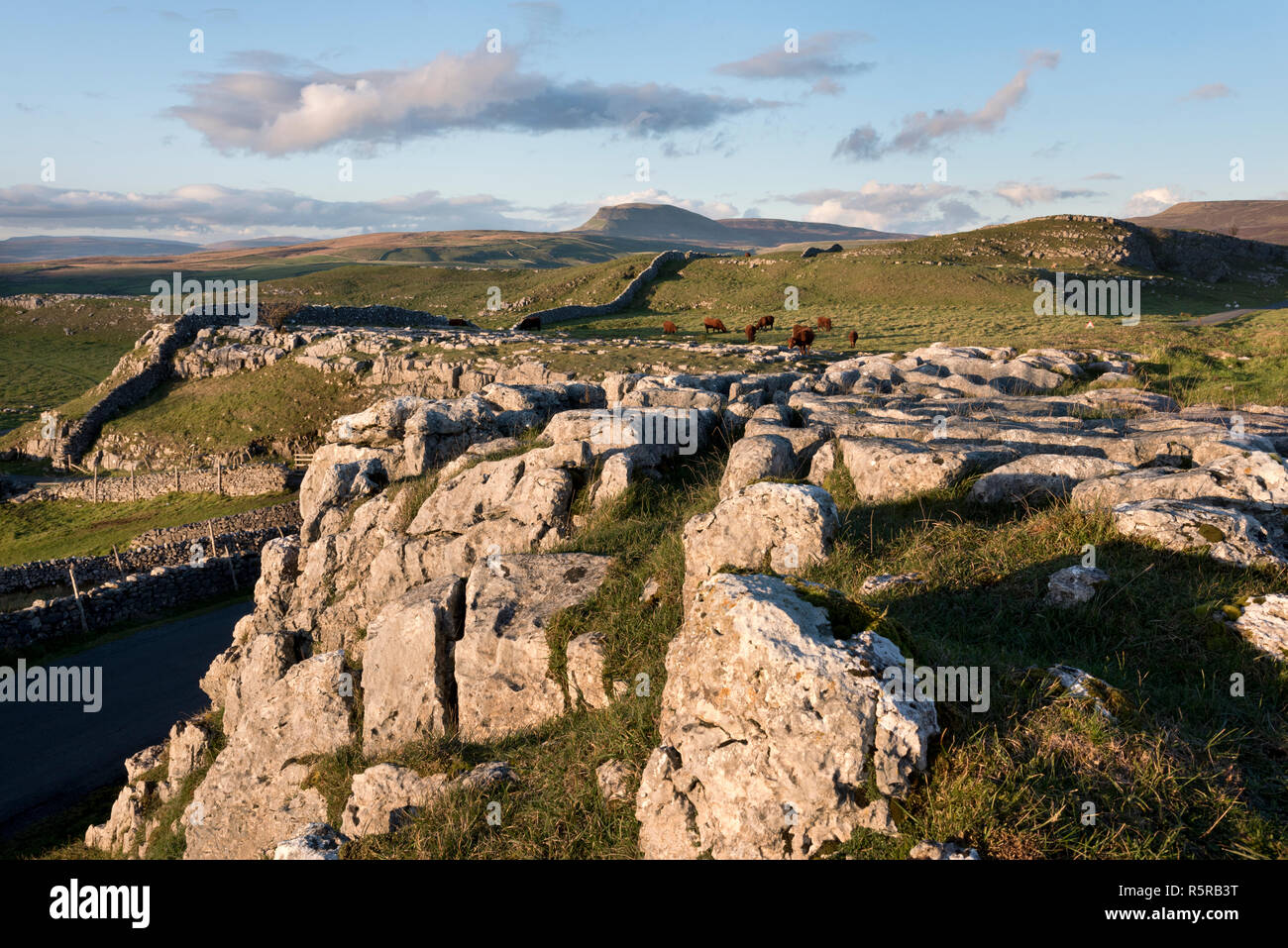 Eine Fernsicht auf Pen-y-Ghent Peak, von winskill Steine und Rinder weiden auf den Kalkstein Weiden. Langcliffe, Yorkshire Dales National Park, UK. Stockfoto