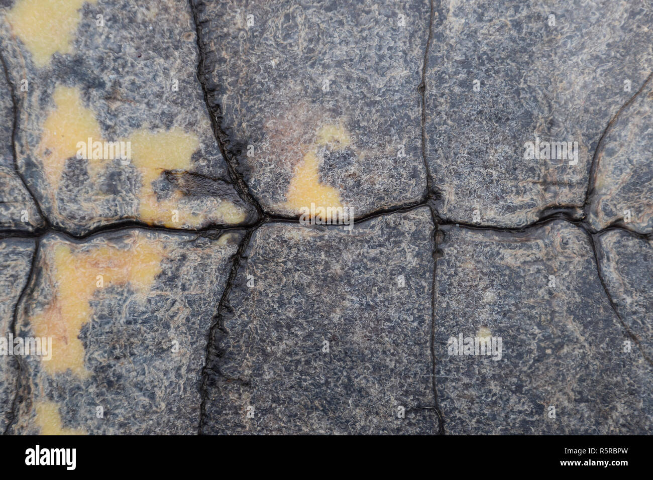 Hintergrund Textur von Schildpatt. Turtle Shell. Stockfoto