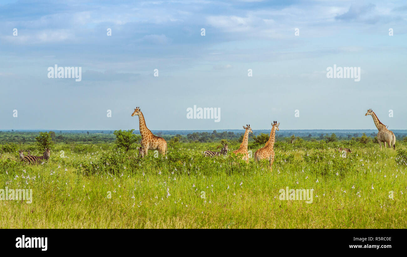 Herde wilder Giraffen und Zebras Überqueren der Straße im Kruger Nationalpark, Südafrika Stockfoto