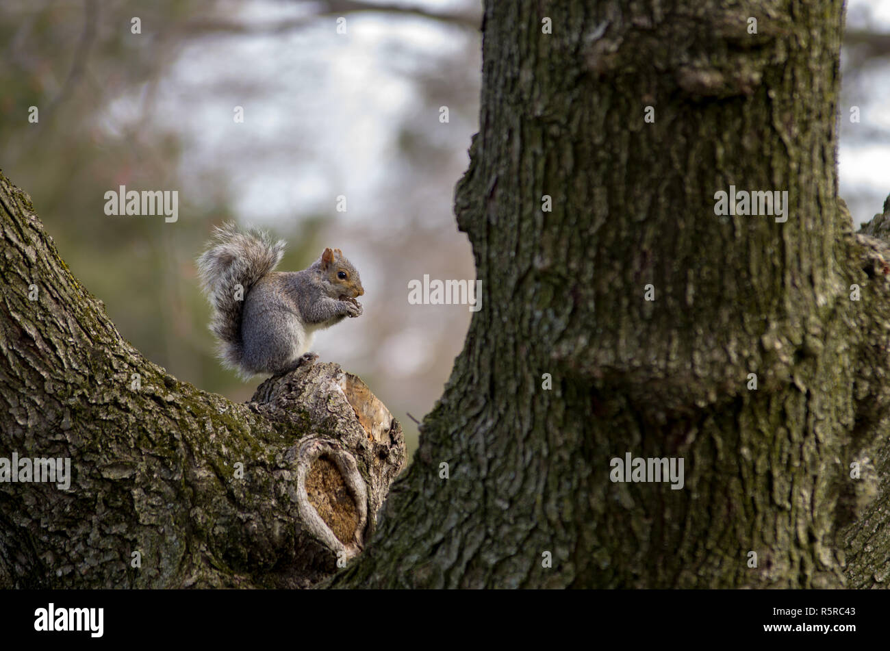 Eichhörnchen auf einem Baum knabbert ein Nussbaum. Stockfoto