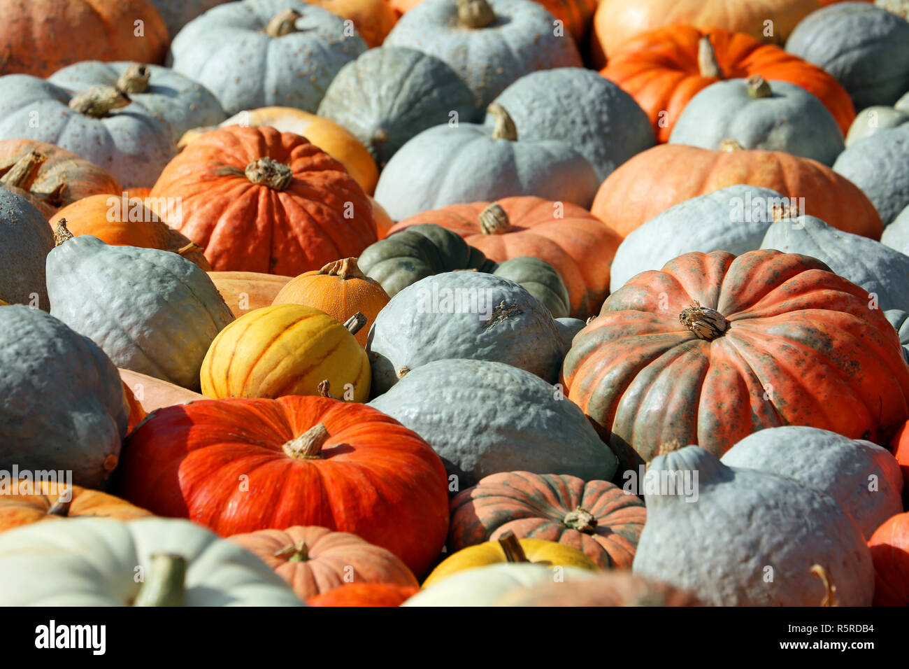 Viele bunte Kürbisse im Herbst Stockfoto