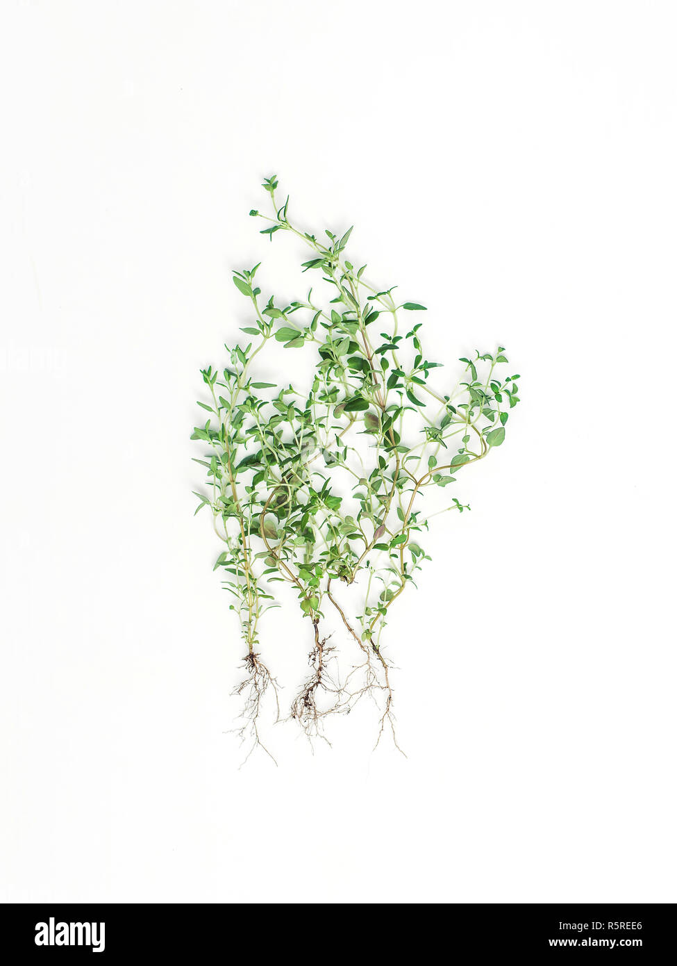 Wunderbare KrÃ¤uter in weiÃŸem Hintergrund Stockfoto