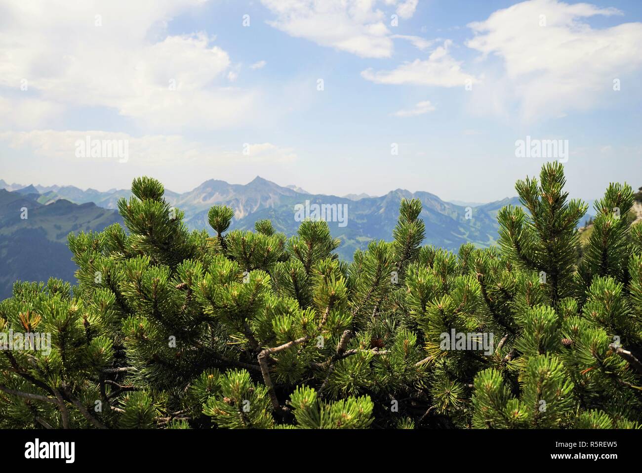 Latschen in den Tiroler Alpen. Stockfoto