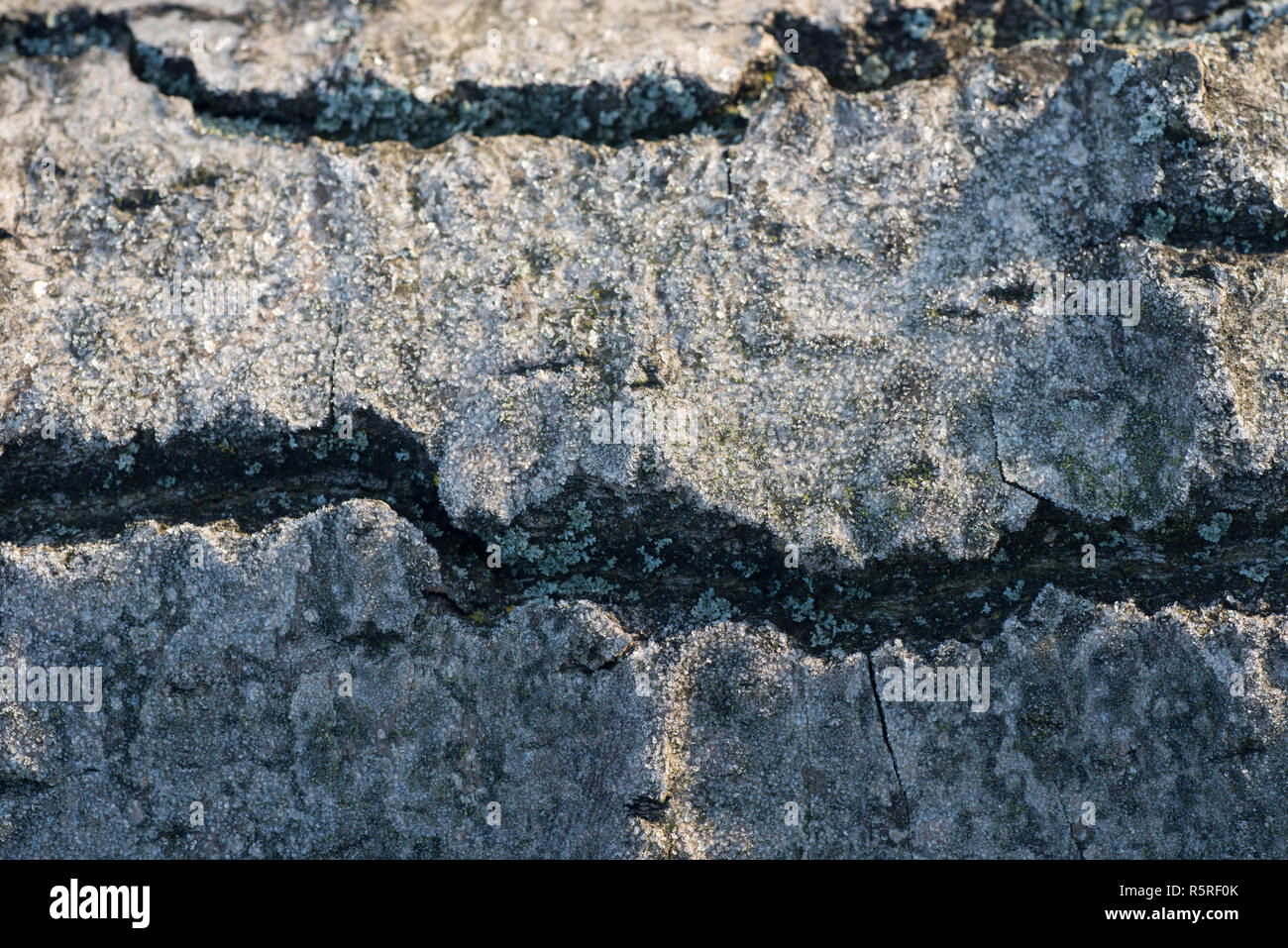 Baumstamm mit Raureif Makro auf Winter morgen abgedeckt Stockfoto