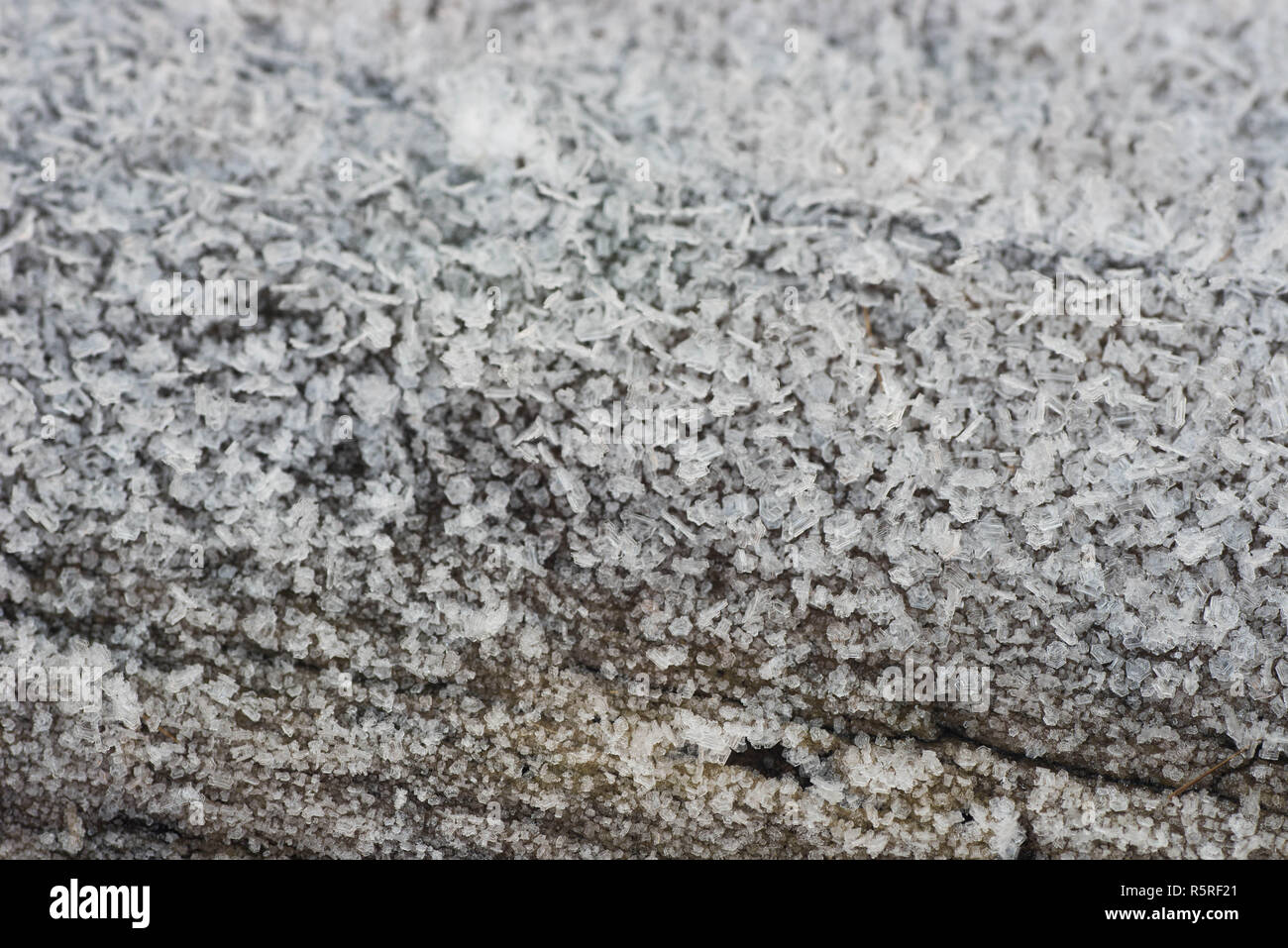 Baumstamm mit Raureif Makro auf Winter morgen abgedeckt Stockfoto