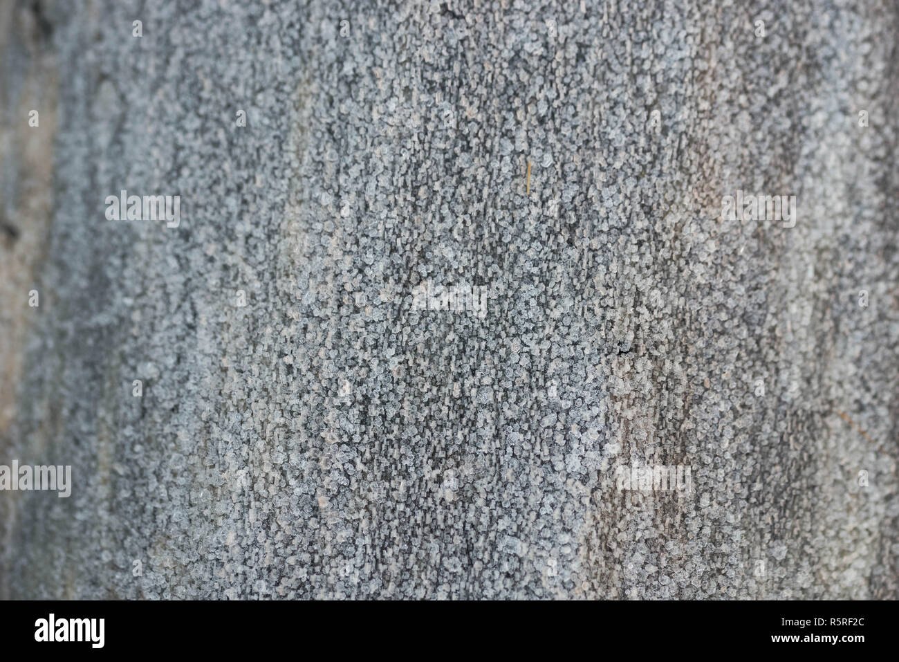 Baumstamm mit Raureif Makro auf Winter morgen abgedeckt Stockfoto