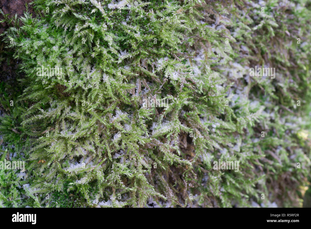 Moos auf Baumstamm mit Rauhreif Makro abgedeckt Stockfoto