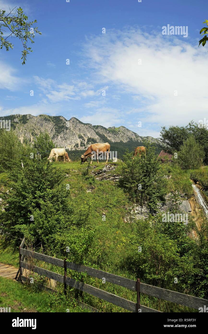 Rinderherde auf der Alm Stockfoto