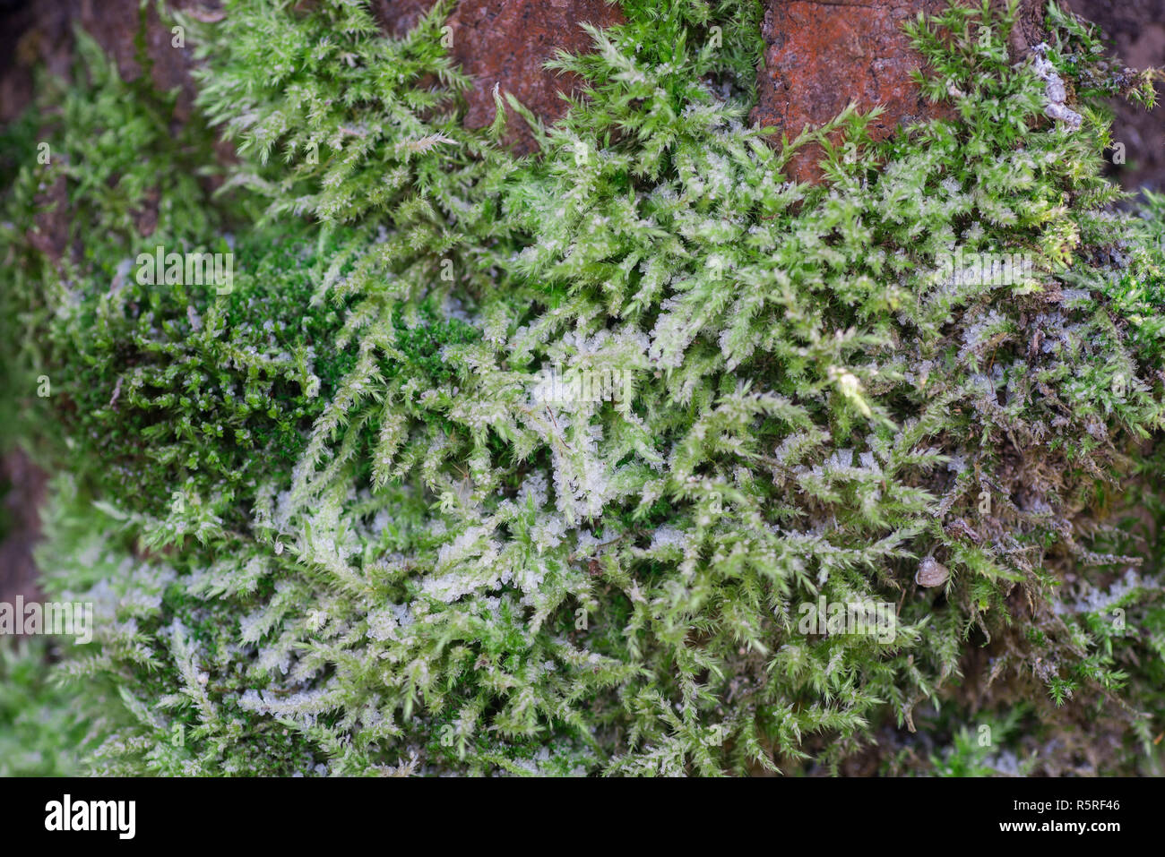 Moos auf Baumstamm mit Rauhreif Makro abgedeckt Stockfoto
