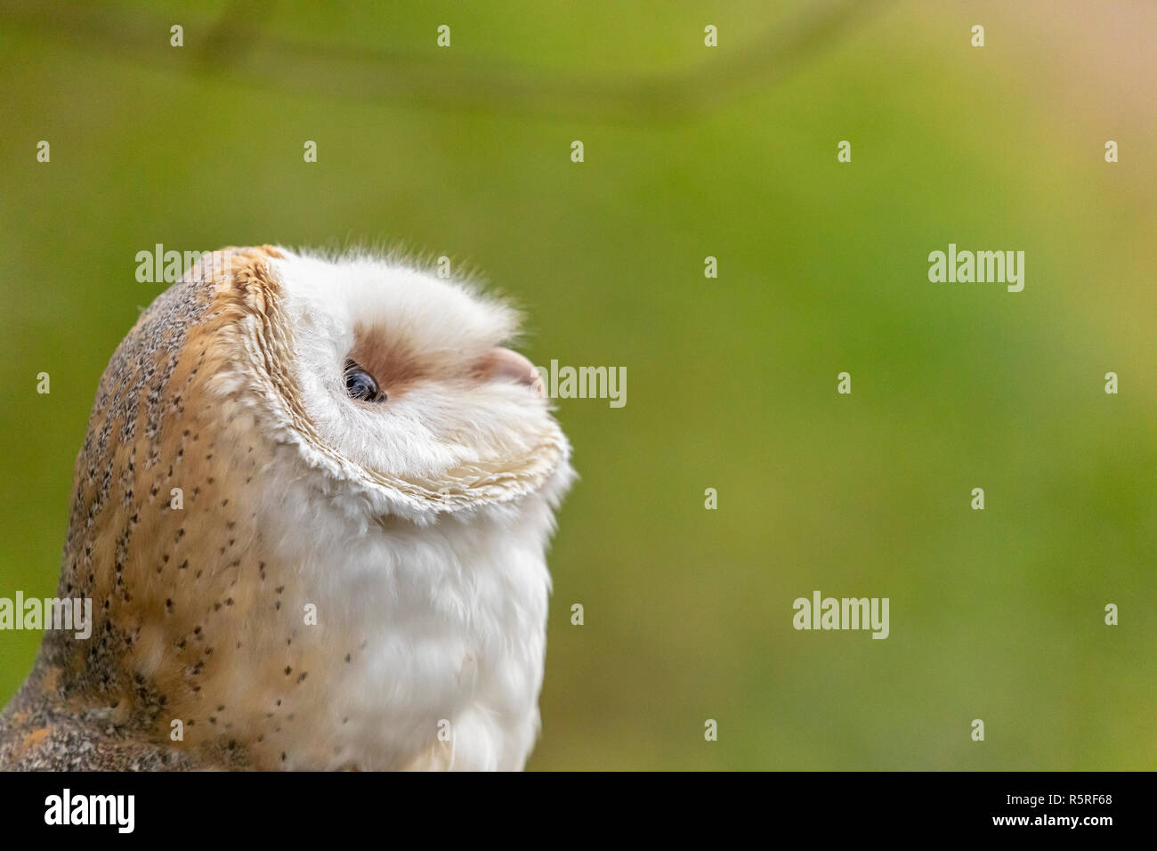 Von in Gefangenschaft gehaltenen Vögeln am Flußufer Falconry Centre, Newcastle, England. Stockfoto