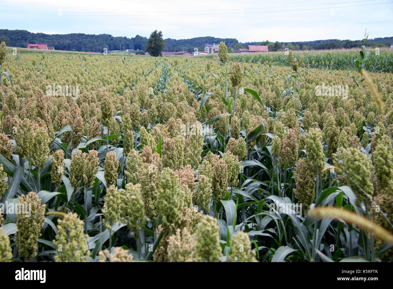 Hirse Feld im Sommer während des Tages in der Steiermark Stockfoto