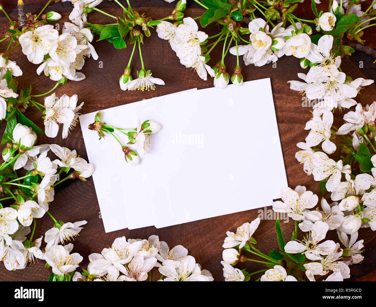 Leeres Blatt Papier unter blühenden Kirschbaum Niederlassungen Stockfoto