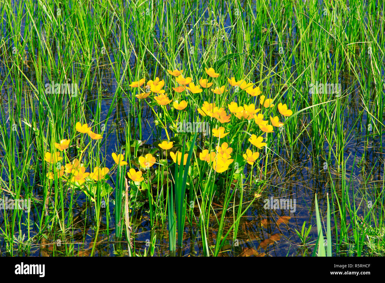 Caltha palustris im Sumpf wächst. Frühling Blumen. Sumpfdotterblume Blumen. Gelbe Blumen von Sumpfdotterblume. Blüte Farbe gold Pflanzen in frühen spri Stockfoto