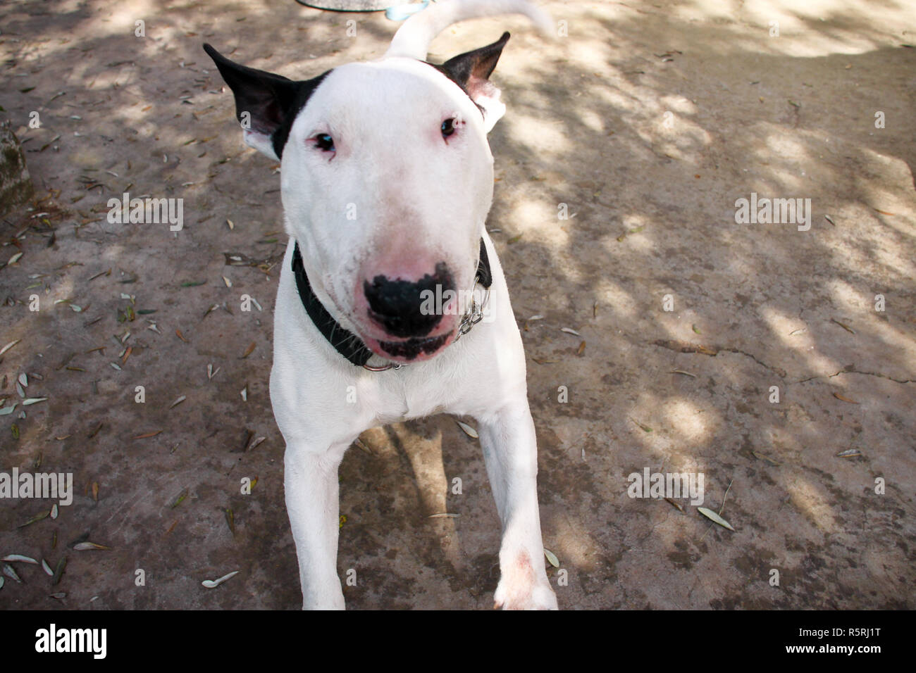 English Bull Terrier weißer Hund ist wütend und verärgert in Garten im Freien, Nahaufnahme. White Bull Terrier Hund ist Wandern und Blick in die Kamera auf die Natur. Stockfoto