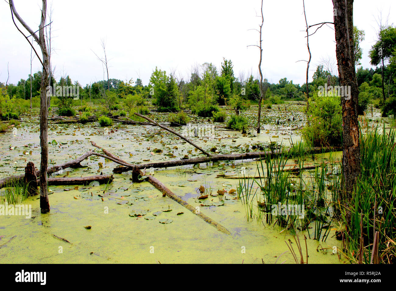 Sumpf-Lebensraum Stockfoto