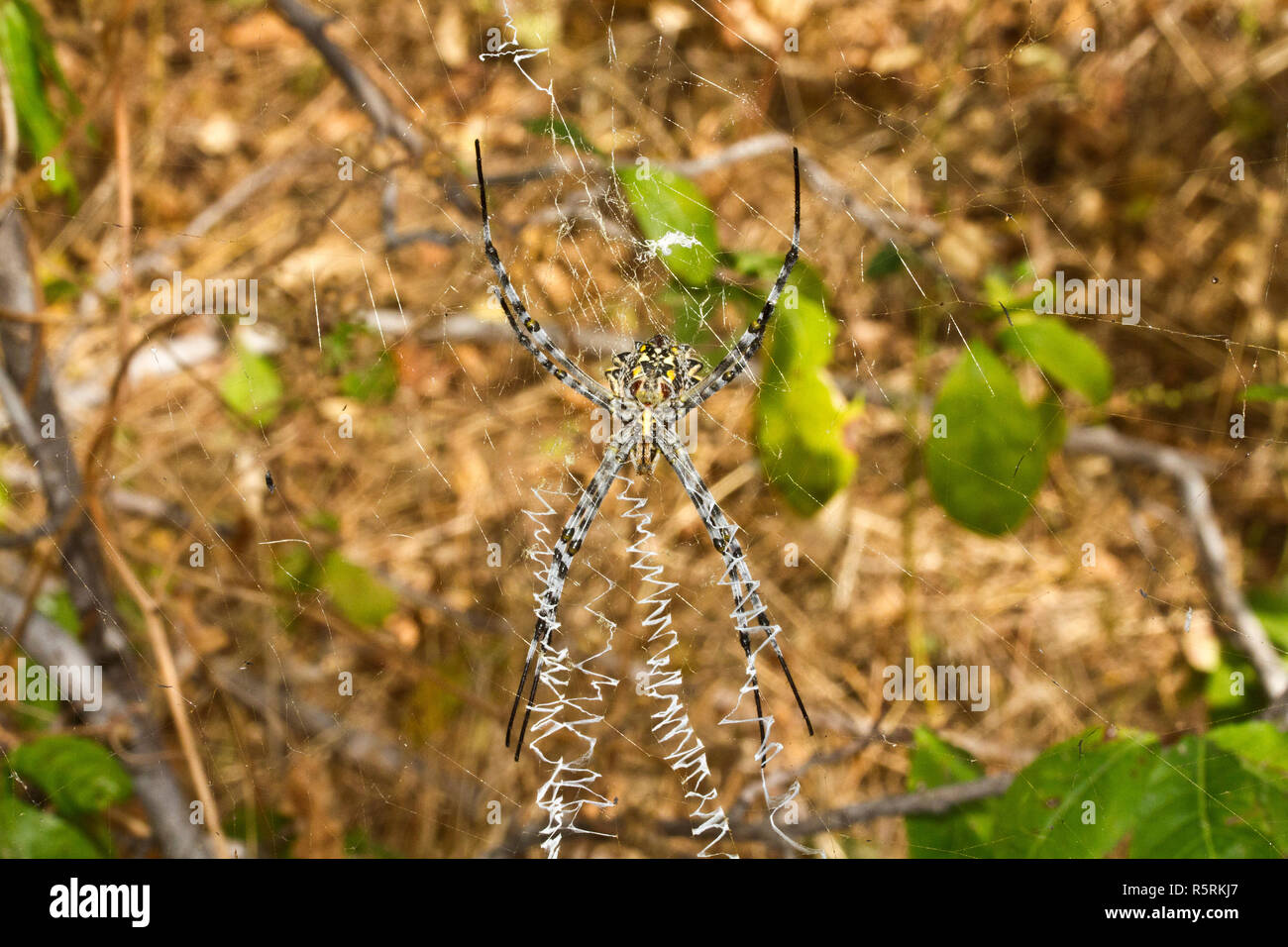 Die weibliche Gemeinsame gebändert Argiopes ist Mitglied des Orb-Web Spider Famile, die einige der größten Seide Web-Sites in Afrika, das Weibchen ist ca. 10 Stockfoto