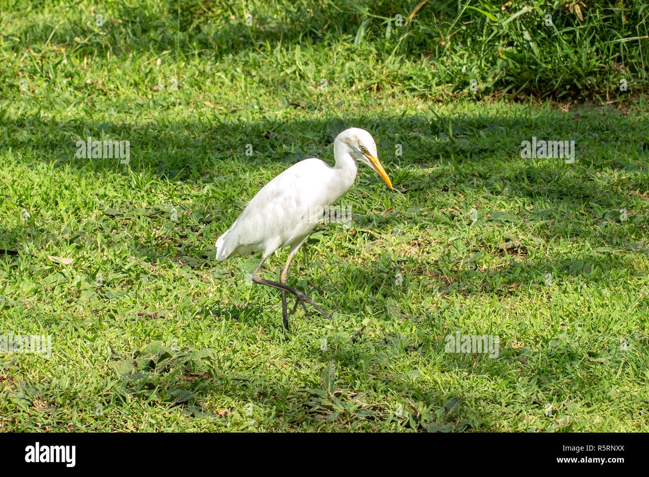 Kuhreiher, Bubulcius ibis bei Anuradhapura, Sri Lanka Stockfoto