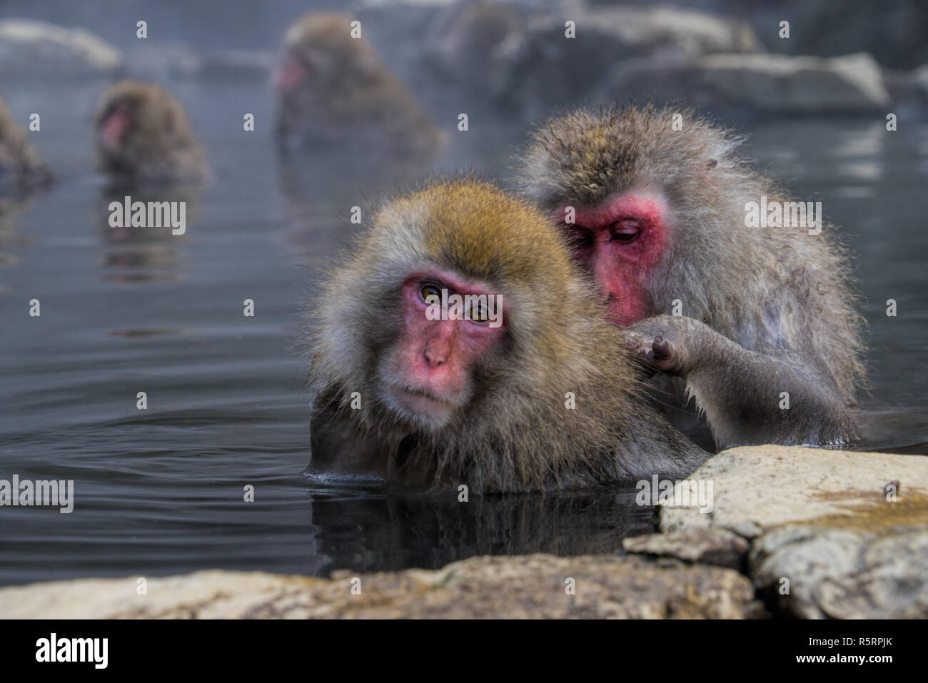 Affen Genießen der Onsen am Snow Monkey Park - Präfektur Nagano. Stockfoto