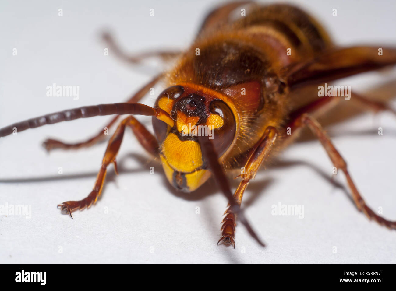 Grosse hornisse Vespa mandarinia auf weißem Hintergrund Stockfoto