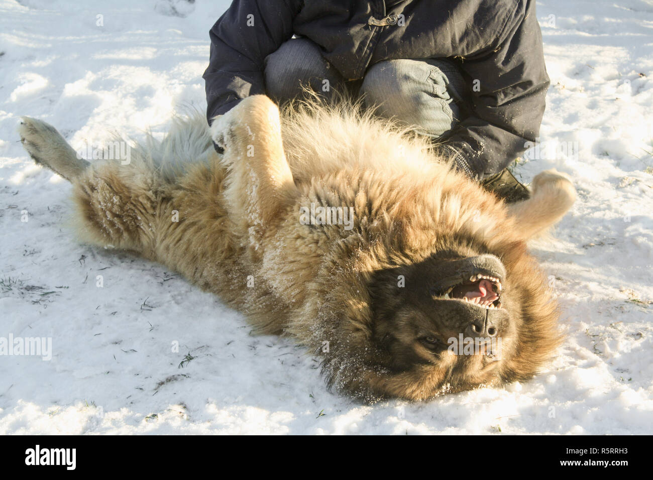 Owtscharka kaukasischer Schäferhund Stockfoto