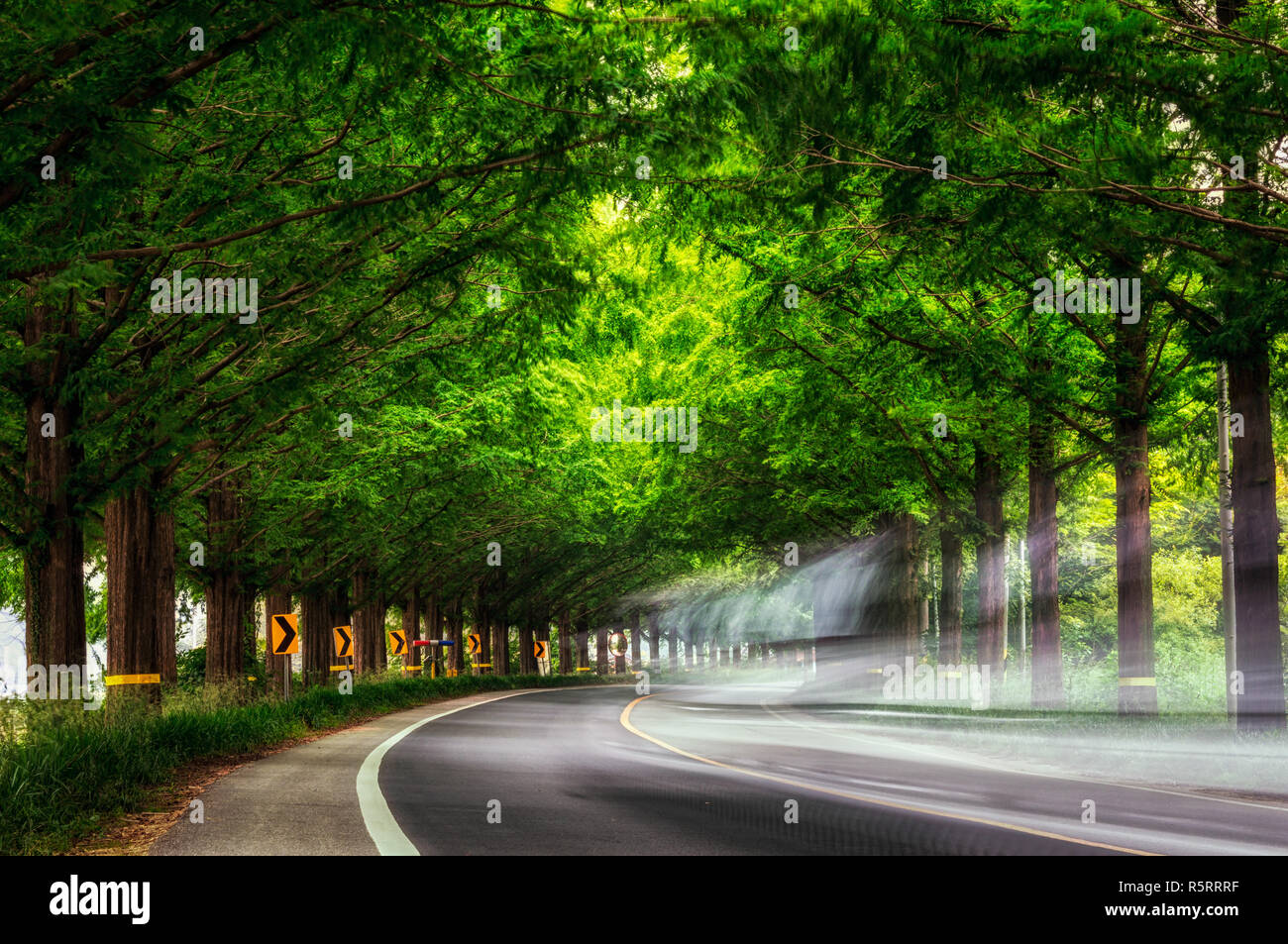 Damyang Metasequoia Stockfoto