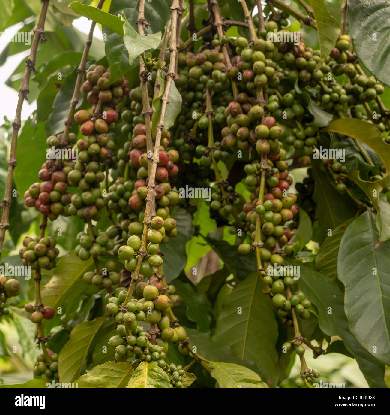 Robusta Bohnen wachsen auf Bäumen, Bogodi, Uganda, Afrika Stockfoto