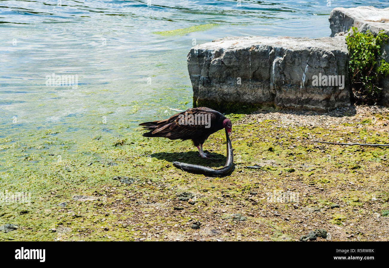 Truthahngeier Ernähren mit toten Aal durch Wasser und Felsen. Stockfoto