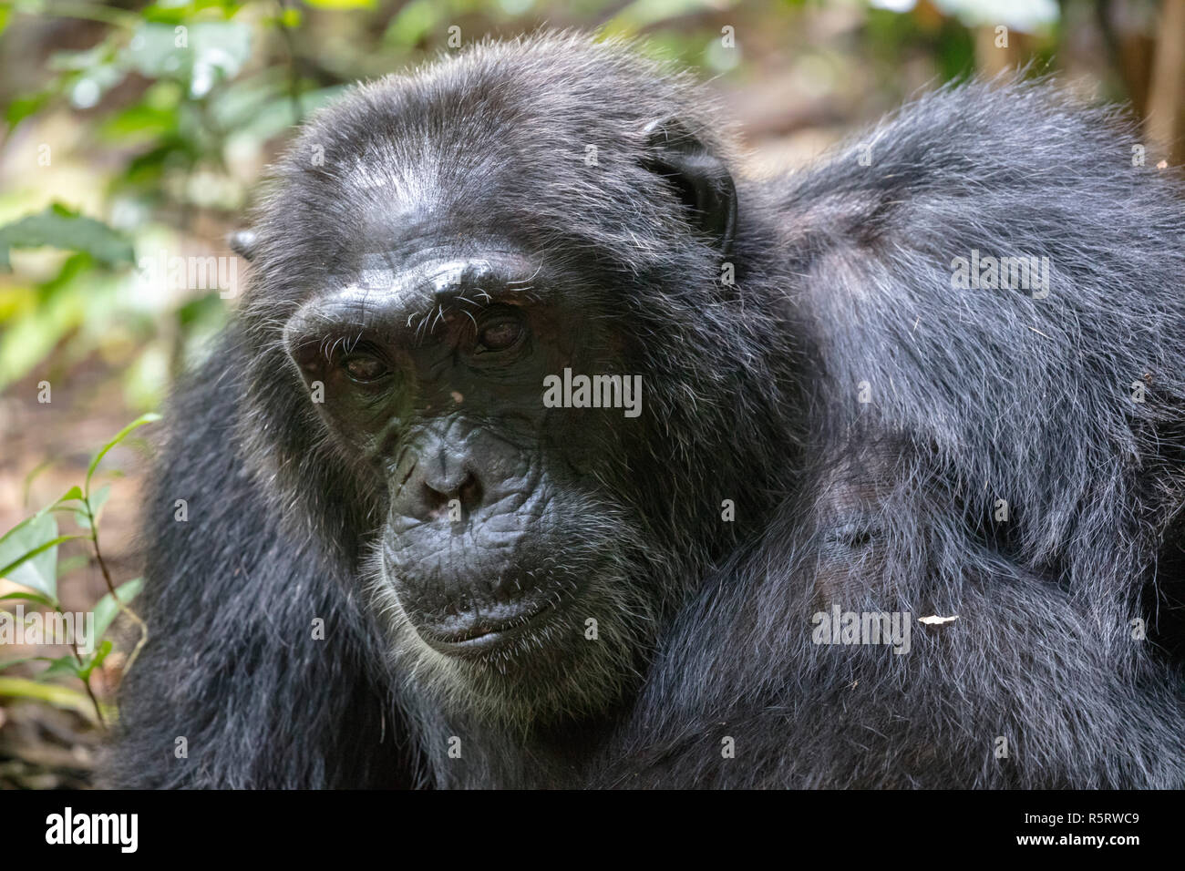 Nahaufnahme der Schimpansen im Kibale National Forest, Uganda Stockfoto