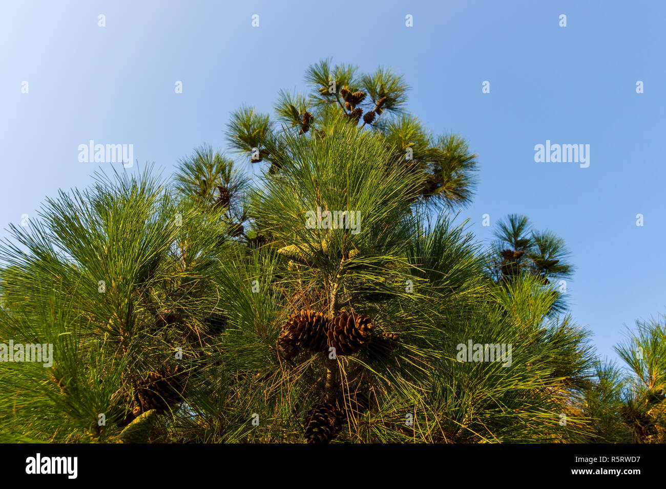 Zweigen von Pinien und Lagerinnenringe gegen den blauen Himmel. Stockfoto
