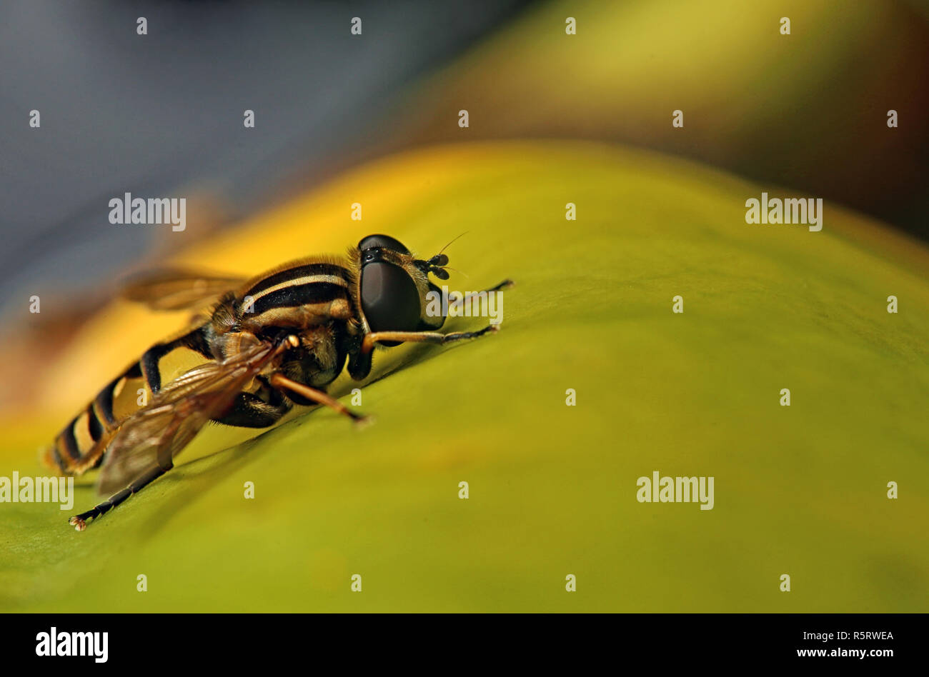 Gemeinsame Marsh helophilus pendulus Hoverfly auf gelb Blatt Stockfoto