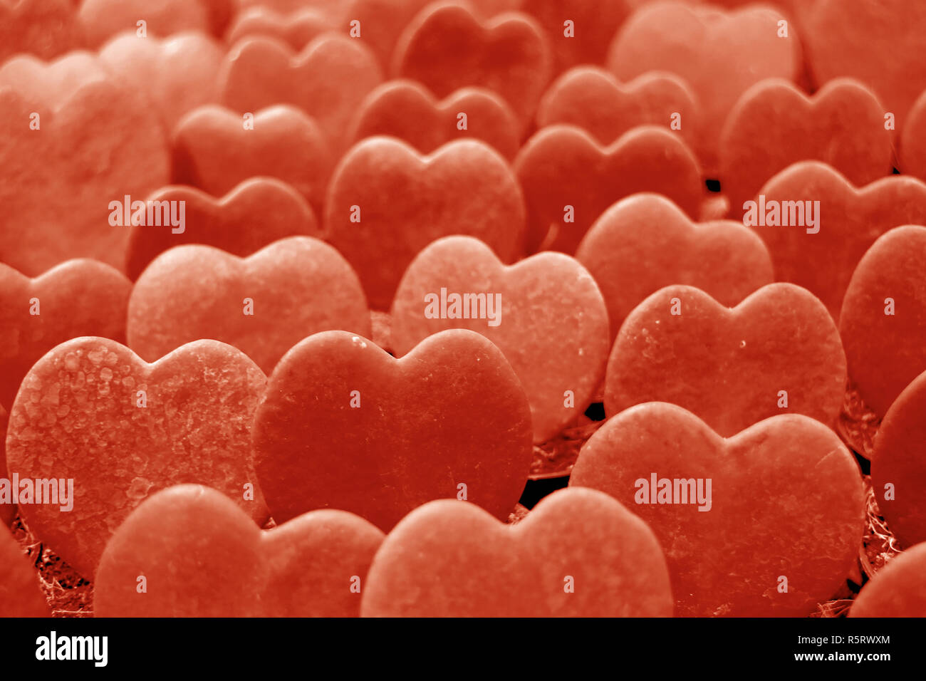 Bis Lucky-Heart Pflanzen oder Hoya Kerrii in Orange Rot Farbe für Hintergrund oder Banner gefüttert Stockfoto