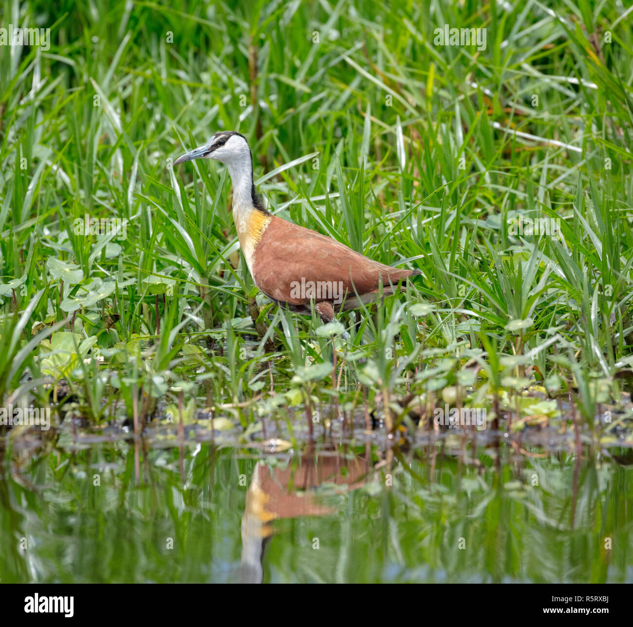 Die Afrikanischen jacana (Actophilornis africanus) in den Sümpfen von Mabamba, Lake Victoria, Uganda Stockfoto